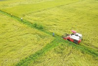 Bộ Tài chính kiến nghị vẫn xuất gạo nếp, gạo đồ, gạo thơm bình thường, nhưng tạm dừng xuất gạo tẻ đến hết ngày 15/6/2020 để đảm bảo mua đủ lượng dự trữ quốc gia năm 2020.