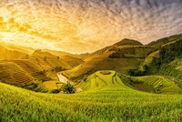 Mơ Mộc Châu ơi, xin mùa đừng qua vội