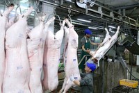 Nguồn cung thiếu hụt là nguyên nhân đẩy giá thịt lợn tăng cao. Quý 1/2020, sản lượng thịt cung ứng ra thị trường giảm 20% so với cùng kỳ.