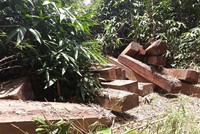 Mua, cướp gỗ “lậu” về cho doanh nghiệp, lâm tặc “xé toạc” 4 đồn biên phòng