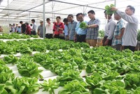 Mô hình sản xuất rau sạch ứng dụng công nghệ cao trên địa bàn TP. Đà Nẵng.