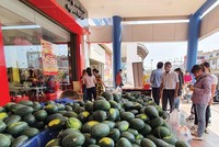 Bị áp thuế, hàng loạt doanh nghiệp giống nông nghiệp kêu cứu: VSTA quyết liệt phản biện hải quan