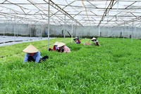 Nông trại của Vinamit ở huyện Phú Giáo, tỉnh Bình Dương nhìn từ trên cao