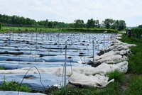 Một góc nông trại Vinamit