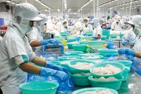 Với EVFTA, thuế nhập khẩu giảm làm tăng thêm khả năng cạnh tranh của thủy sản Việt Nam. Ảnh: Đức Thanh