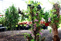 Cuối tháng 6, nắng gắt gỏng và chát chúa, nhưng không gian Hội quán hoa lan Mê Linh tràn ngập sắc xanh và hương thơm dịu nhẹ, xua tan cái oi bức giữa hè.