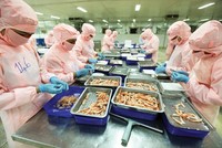 Sản xuất tại Công ty cổ phần Bá Hải (tỉnh Phú Yên). Ảnh: Đức Thanh