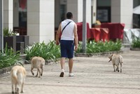 Chuyện thú cưng ở chung cư