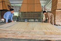 Mặt hàng gỗ dán của Việt Nam đang bị một số nước như Mỹ, Hàn Quốc điều tra vì nghi ngờ gian lận xuất xứ. Ảnh: Đức Thanh