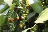 Ảnh chỉ có tính minh họa. (Nguồn: TTXVN)