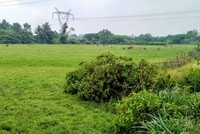 Cánh đồng bị bỏ hoang tại huyện Hòa Vang, TP. Đà Nẵng.