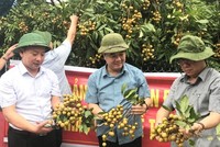 Kiểm tra chất lượng nhãn trồng trong vùng VietGAP.