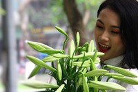 Tháng tư, loa kèn trắng tinh khôi. Ảnh: Thành Nguyễn.
