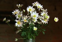 Cúc Họa mi xuống phố, cũng là lúc Đông về. Ảnh: Thành Nguyễn.