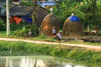 Một góc quê. Ảnh: Thành Nguyễn.