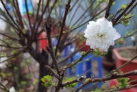 Trả phố cho người