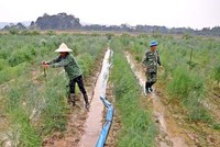 Mô hình hợp tác xã đang chứng minh hiệu quả ở Vĩnh Phúc. Ảnh: Internet.