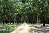 Phần lớn các cổ phiếu cao su đều duy trì đà tăng giá tốt từ đầu năm đến nay. Ảnh: Thành Nguyễn.