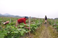 Các hợp tác xã đang phát huy tốt vai trò phát triển kinh tế địa phương.