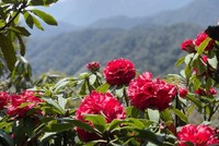 Mùa hoa Đỗ Quyên ở Putaleng 