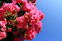 Ảnh: Thành Nguyễn.