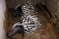 Ảnh minh họa: Internet