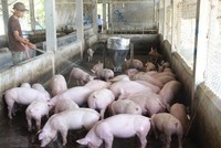 Phạt tù 11 nhân viên CTCP Chăn nuôi CP Việt Nam ghi chênh giá thịt heo chiếm đoạt 3,4 tỷ đồng