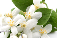 12 ngày vàng ưu đãi cùng PNJ shopping online 