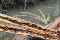 Sâu đục thân hại mía