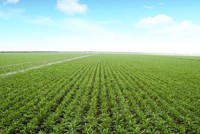 Tăng 120% từ đáy gần nhất, giá đường thế giới chưa có dấu hiệu hạ nhiệt