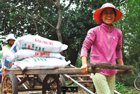 Đạm Phú Mỹ (DPM): Lợi nhuận cả năm đạt 435 tỷ đồng