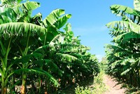 ĐHĐCĐ HAGL Agrico (HNG): Dòng tiền đã thông, ngân hàng đã cho vay trở lại