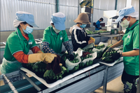 Hoàng Anh Gia Lai (HAG) giảm gần 1 tỷ USD nợ, tập trung phân phối sản phẩm thịt heo và chuối tại thị trường nội địa