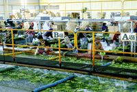 Con gái ông Đoàn Nguyên Đức đăng ký mua 1 triệu cổ phiếu Hoàng Anh Gia Lai (HAG)