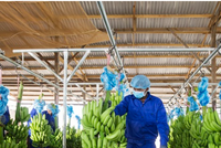 HAGL Agrico (HNG): Giá tăng trần liên tiếp do thông tin về khả năng thoát hủy niêm yết