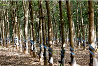 HAGL Agrico (HNG): Cổ đông Hoàng Anh Gia lai (HAG) muốn bán 13,3 triệu cổ phần