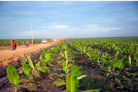 ĐHCĐ HAGL Agrico (HNG) thông qua chủ trương đầu tư dự án 18.090 tỷ đồng 