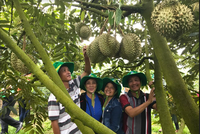 Phân bón Phú Mỹ: Bí quyết cho cây dưa và sầu riêng ở miền Trung - Tây Nguyên những mùa bội thu