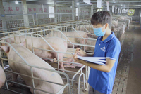 Lợi nhuận mảng nông nghiệp của Hòa Phát quý III/2024 tăng 80% so với cùng kỳ