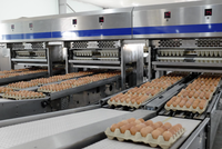 Gia cầm Hòa Phát (HPG) tăng trưởng lợi nhuận 135% nhờ giá trứng hồi phục