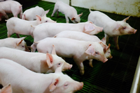 Heo chiếm 43% doanh thu và 77% lợi nhuận của Nông nghiệp Hòa Phát (HPA)