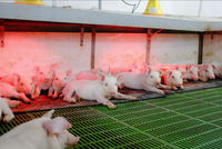 Nông nghiệp Hòa Phát (HPA) chào bán 30 triệu cổ phiếu lần đầu ra công chúng