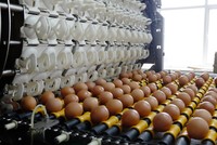 Nông nghiệp Hòa Phát (HPA) đạt doanh thu 8.300 tỷ đồng năm 2025