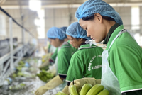 Bầu Đức mua 5 triệu cổ phiếu Hoàng Anh Gia Lai (HAG) trong 6 phiên giao dịch