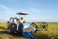 Mặt hàng gạo xuất khẩu của Việt Nam đã sụt giảm cả về khối lượng và giá trị xuất khẩu