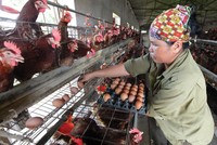 Giá trứng gà ở Việt Nam chênh lệch không nhiều so với các nước trong khu vực. Ảnh: Đức Thanh