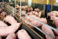 Người tiêu dùng ăn phải loại thịt có chất cấm về lâu dài có thể sẽ bị mắc các bệnh ảnh hưởng đến sức khỏe như: tăng huyết áp, tim đập nhanh, buồn nôn, đặc biệt có thể gây ung thư.