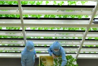 Trồng rau công nghệ cao là hướng đi triển vọng cho ngành nông nghiệp. Ảnh minh hoạ: Japantimes