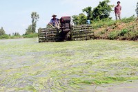 524 tỷ đồng hỗ trợ 34 tỉnh khắc phục hạn hán, xâm nhập mặn