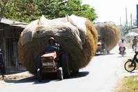Giá rơm cho trâu, bò ăn ở Bến Tre từ 2.000 đến 2.500 đồng mỗi kg, bằng nửa giá lúa. Ảnh: Cửu Long
